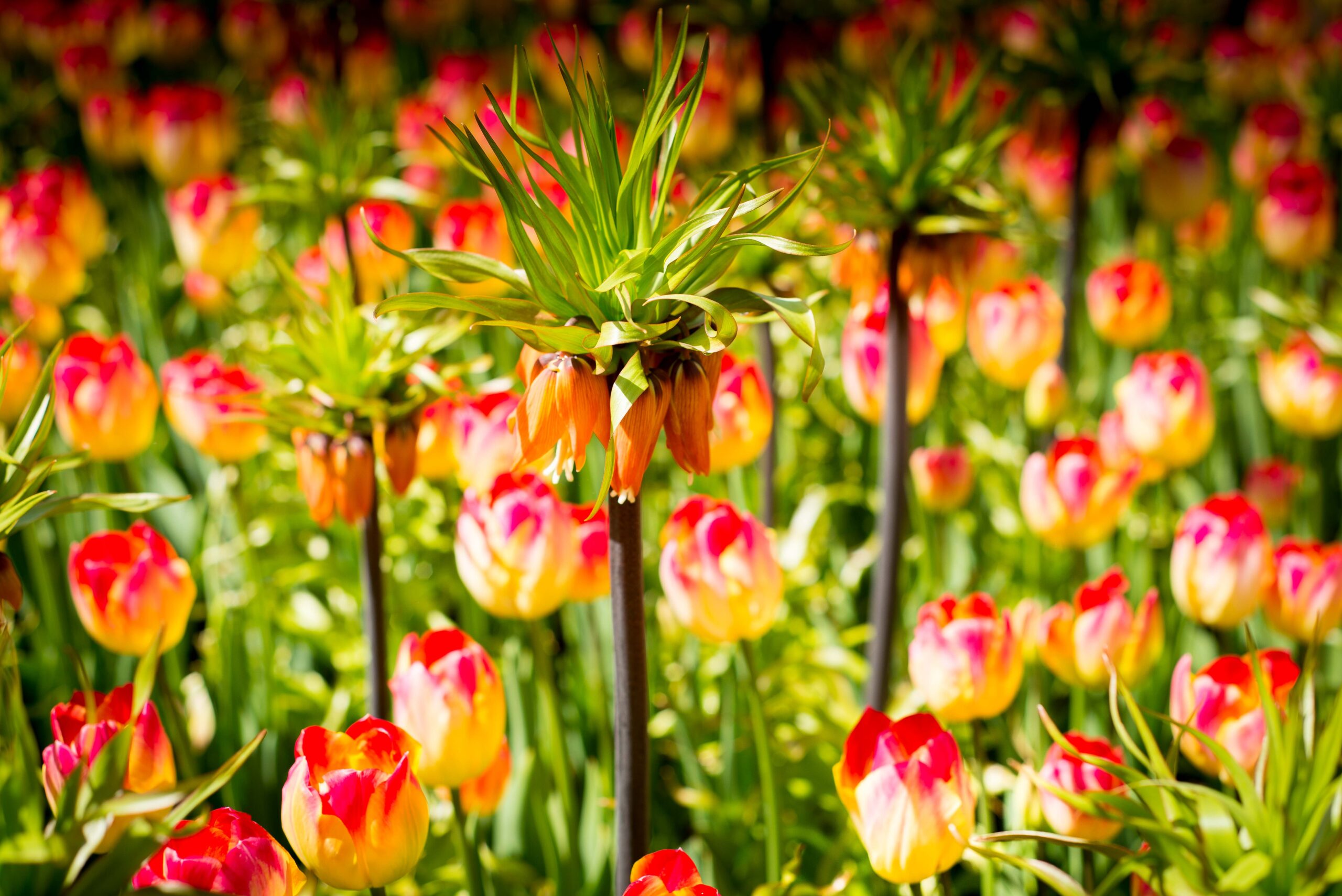 Keukenhof