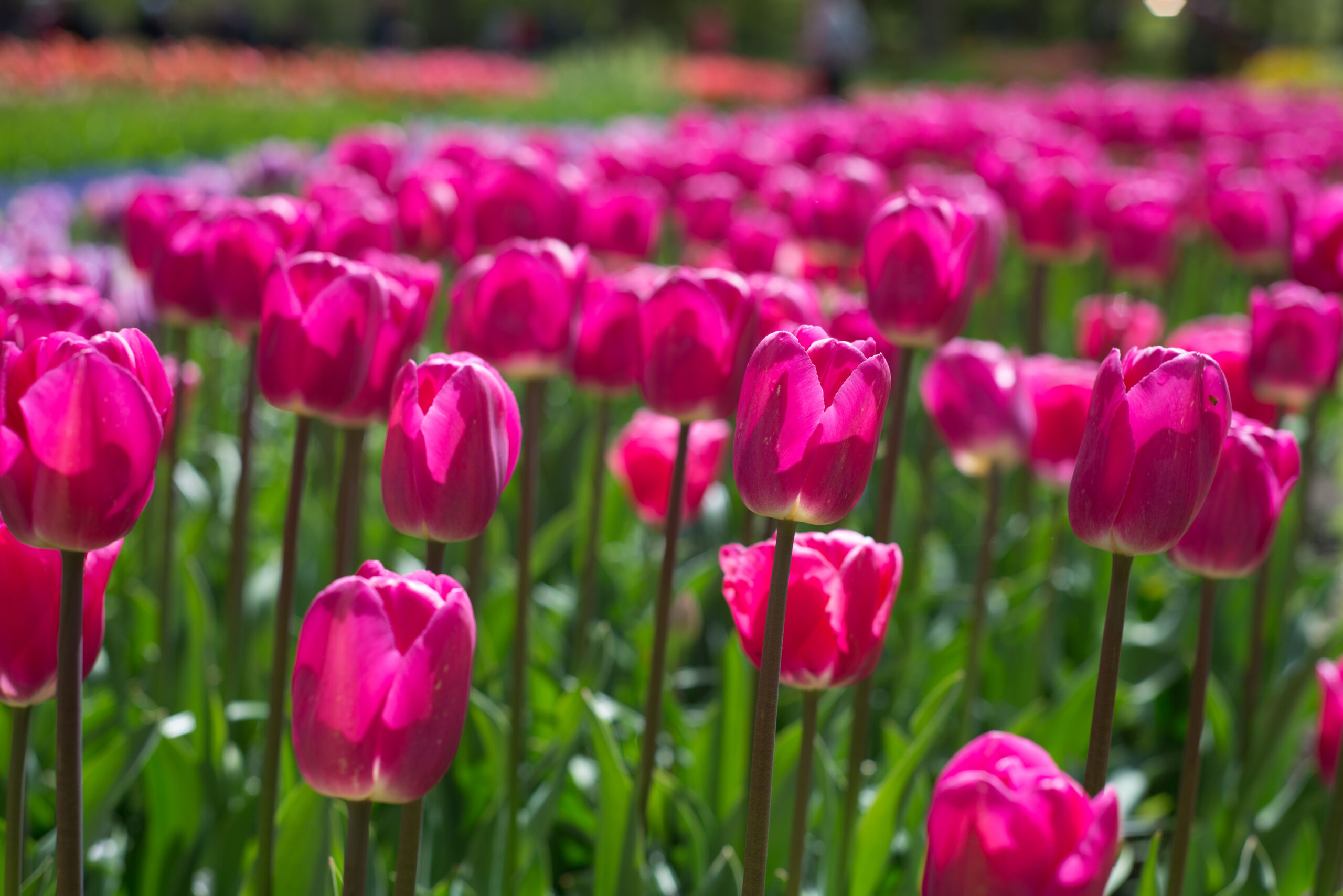 Keukenhof